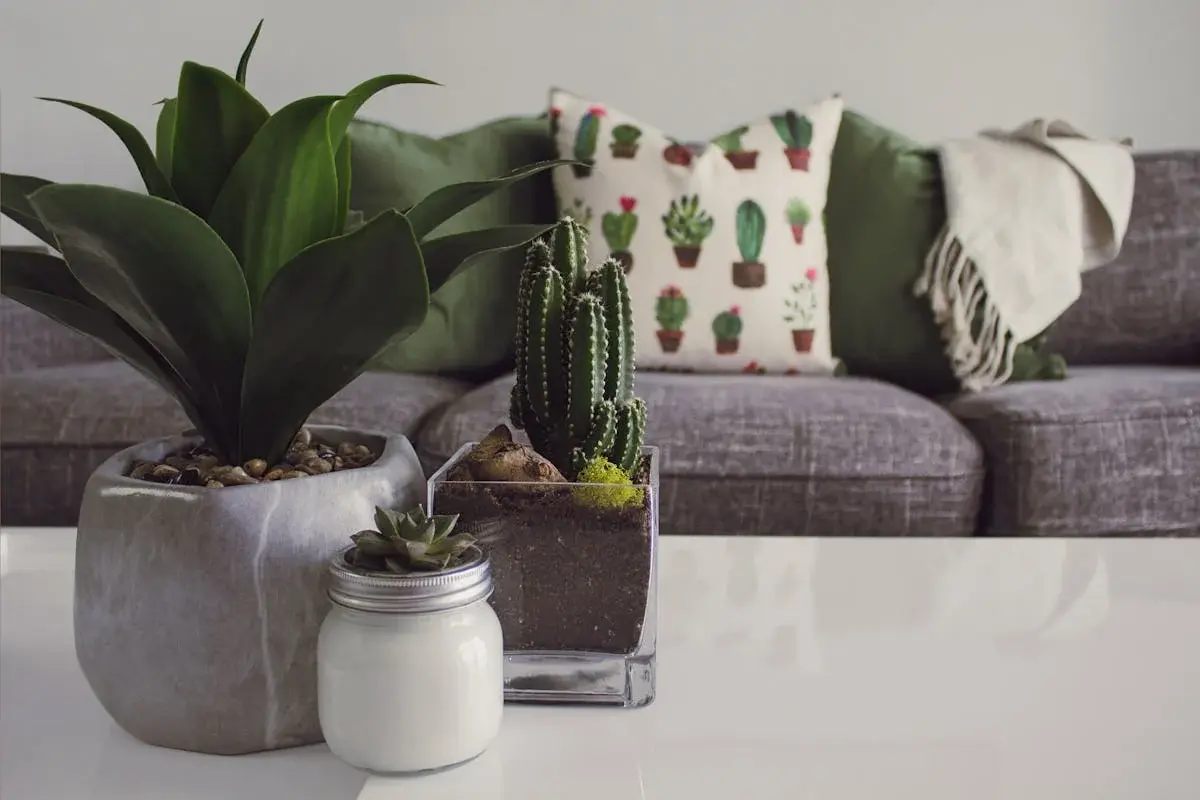 indoor plants on a coffee table