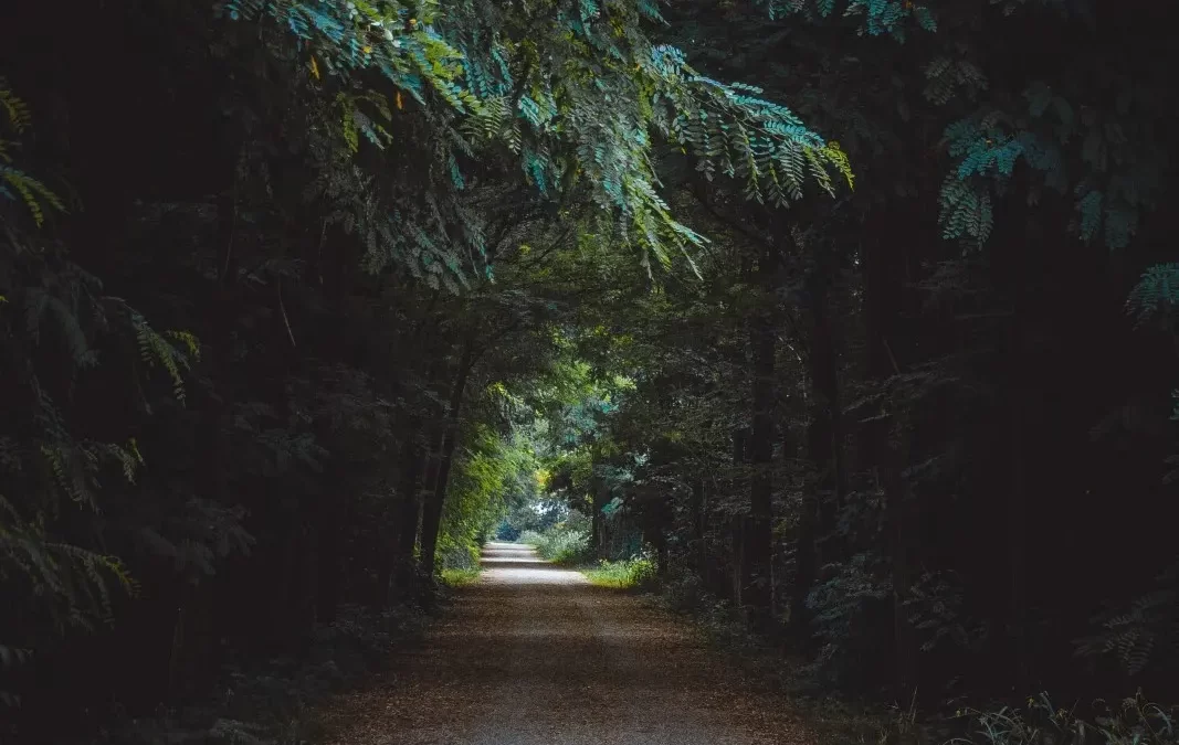 Living in Goa surrounded by green
