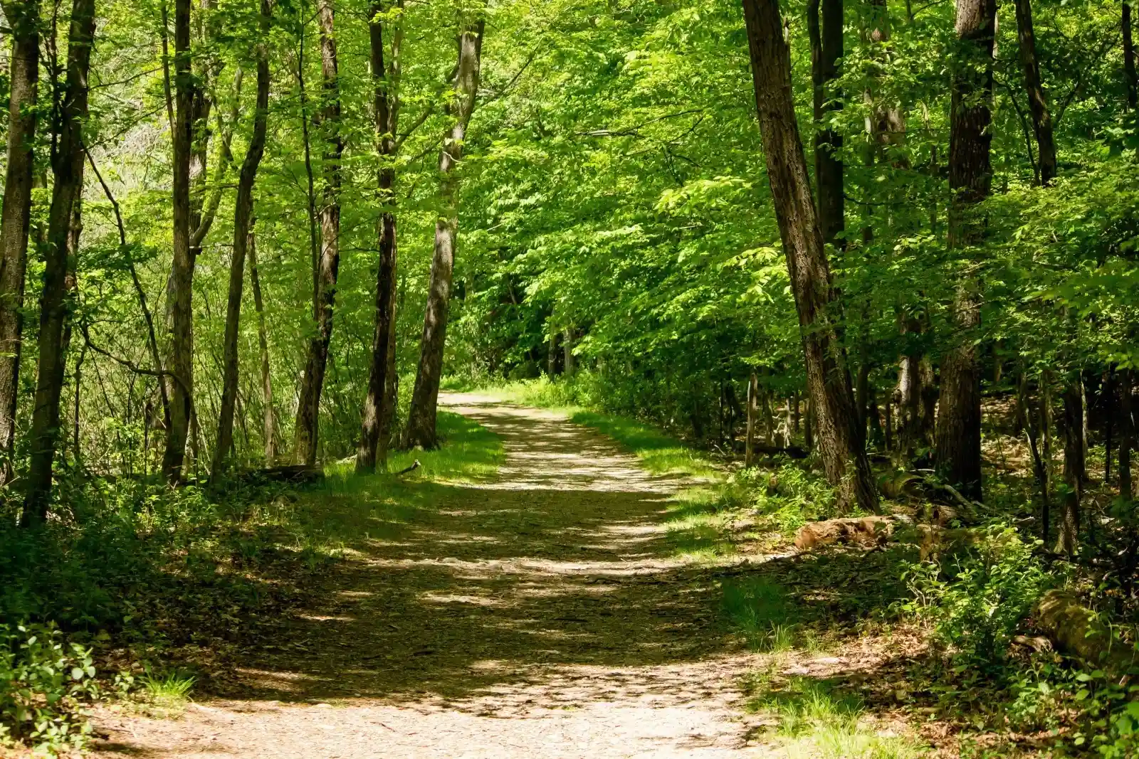 Unpaved road through a forest with trees on either side