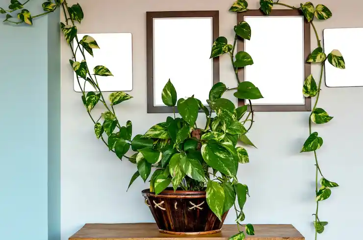 Money plant placed on a table