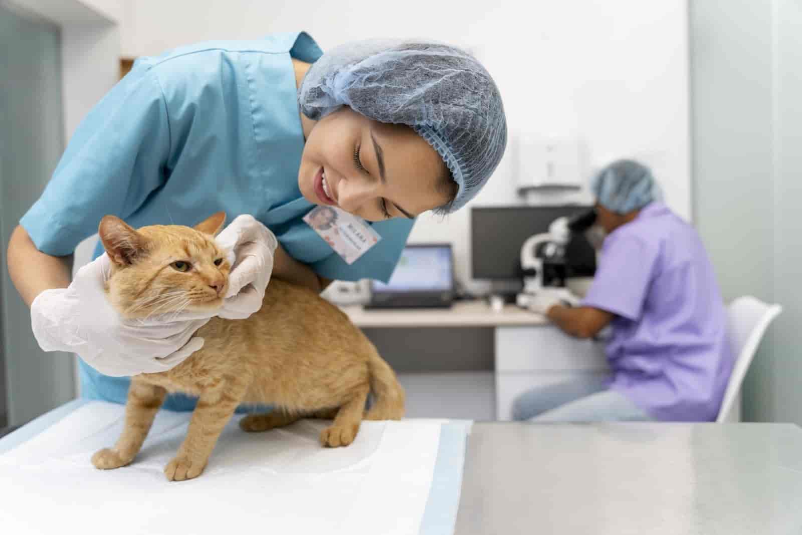 A cat having a check-up done by a vet in Goa.