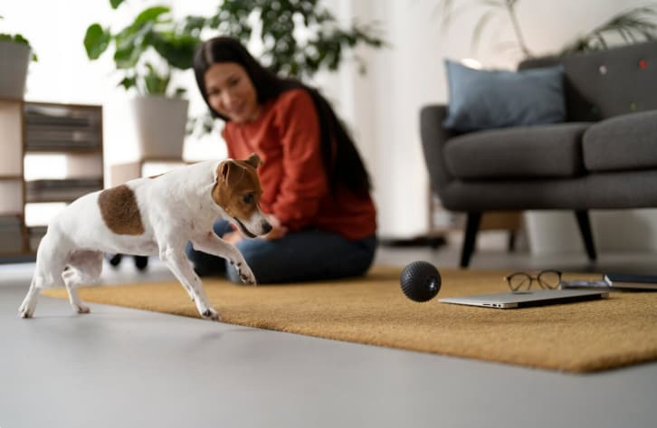 LIVING IN GOA WITH PETS? HERE’S HOW TO MAKE A PET-FRIENDLY HOME