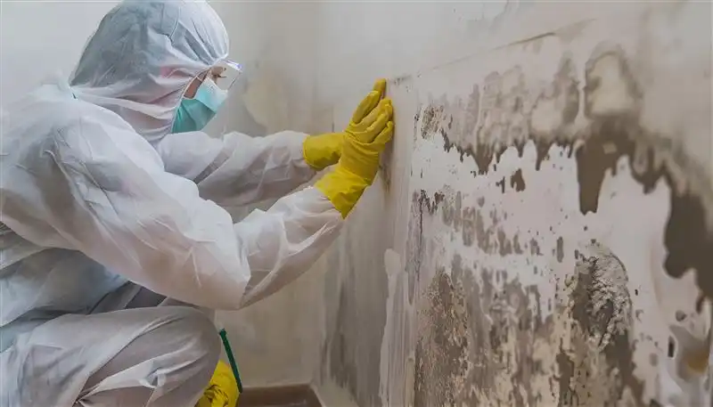 A professional cleaning the mould growing on the walls.