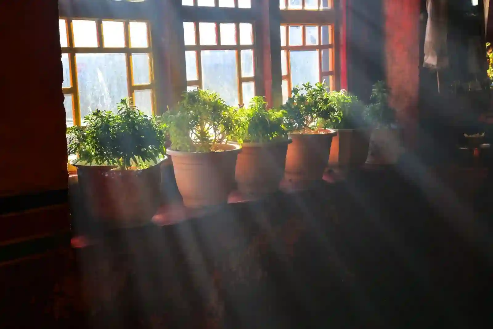 A sunlit windowsill lined with terracotta pots.