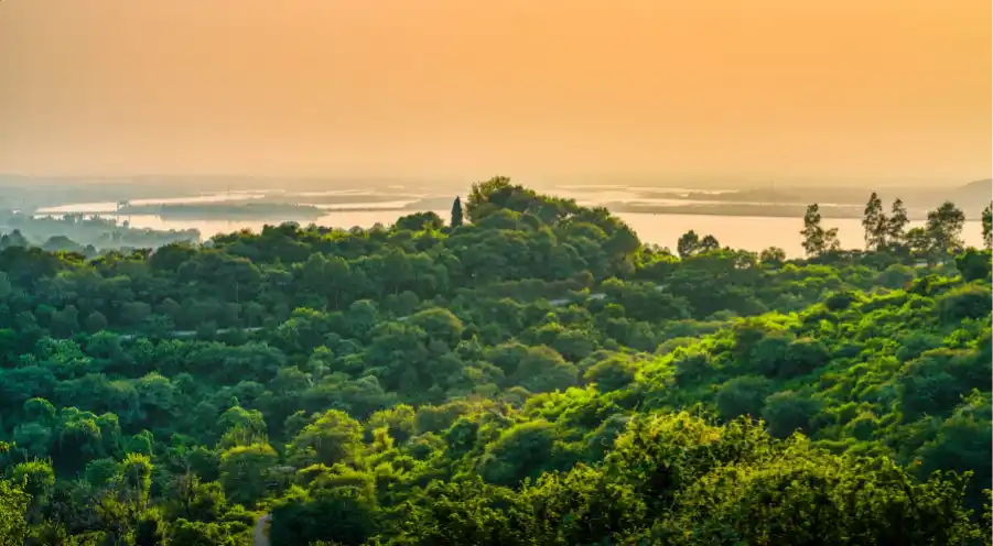 A landscape of the greenery in Goa during monsoons.