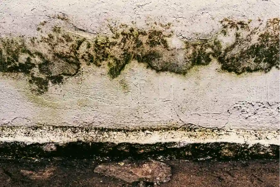 Mould on a damp wall, commonly seen in a property in Goa during the monsoon.