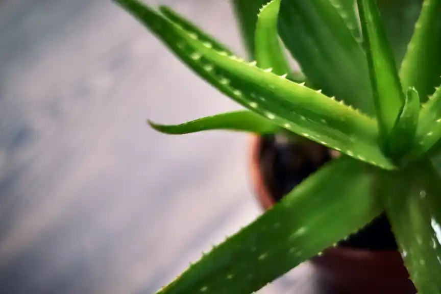 Aloe vera, often seen indoors at a property in Goa.